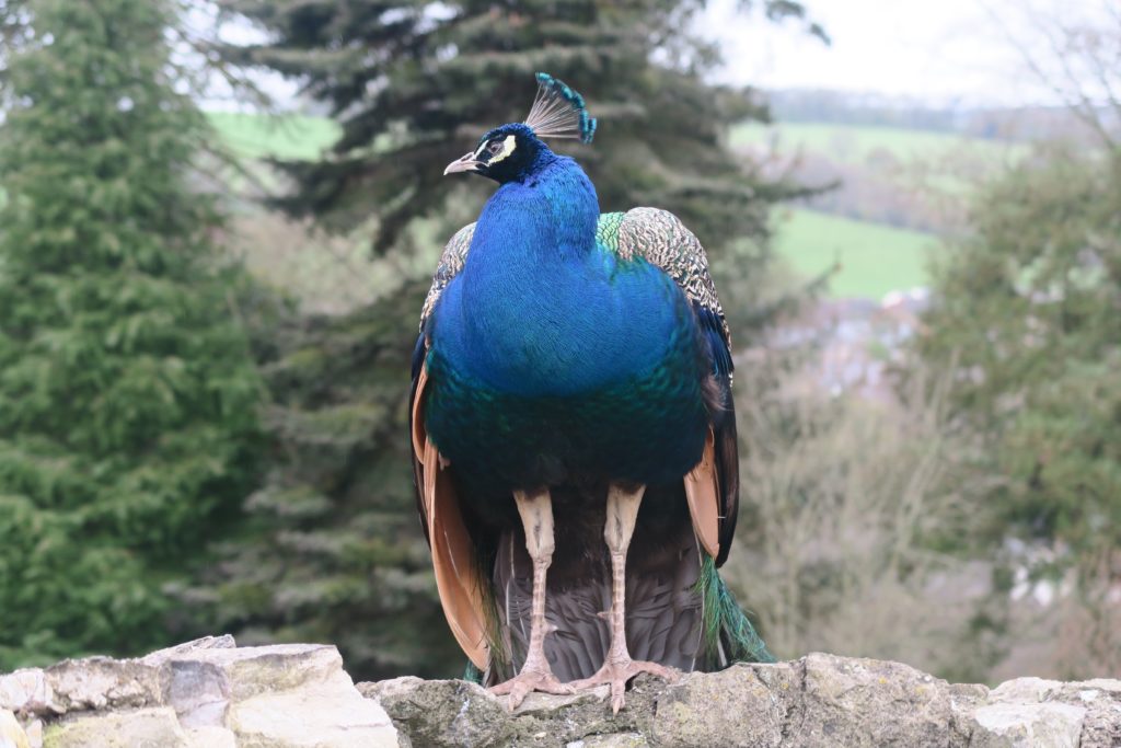 peacock Ruthin castle
