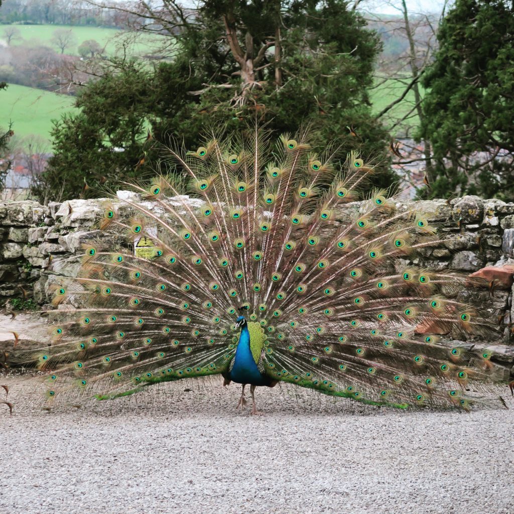 peacocks at Ruthin Castle